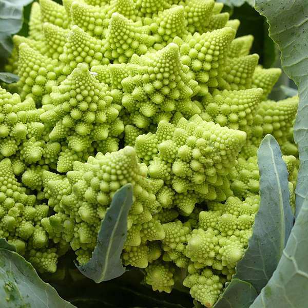 Broccoli Romanesco Vegetable Seeds